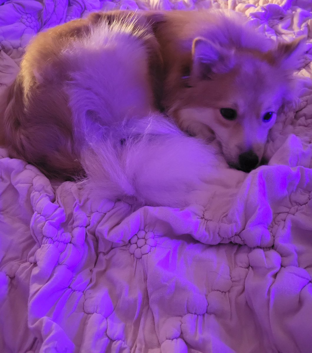 Kasumi Nee 🎀 tweet media