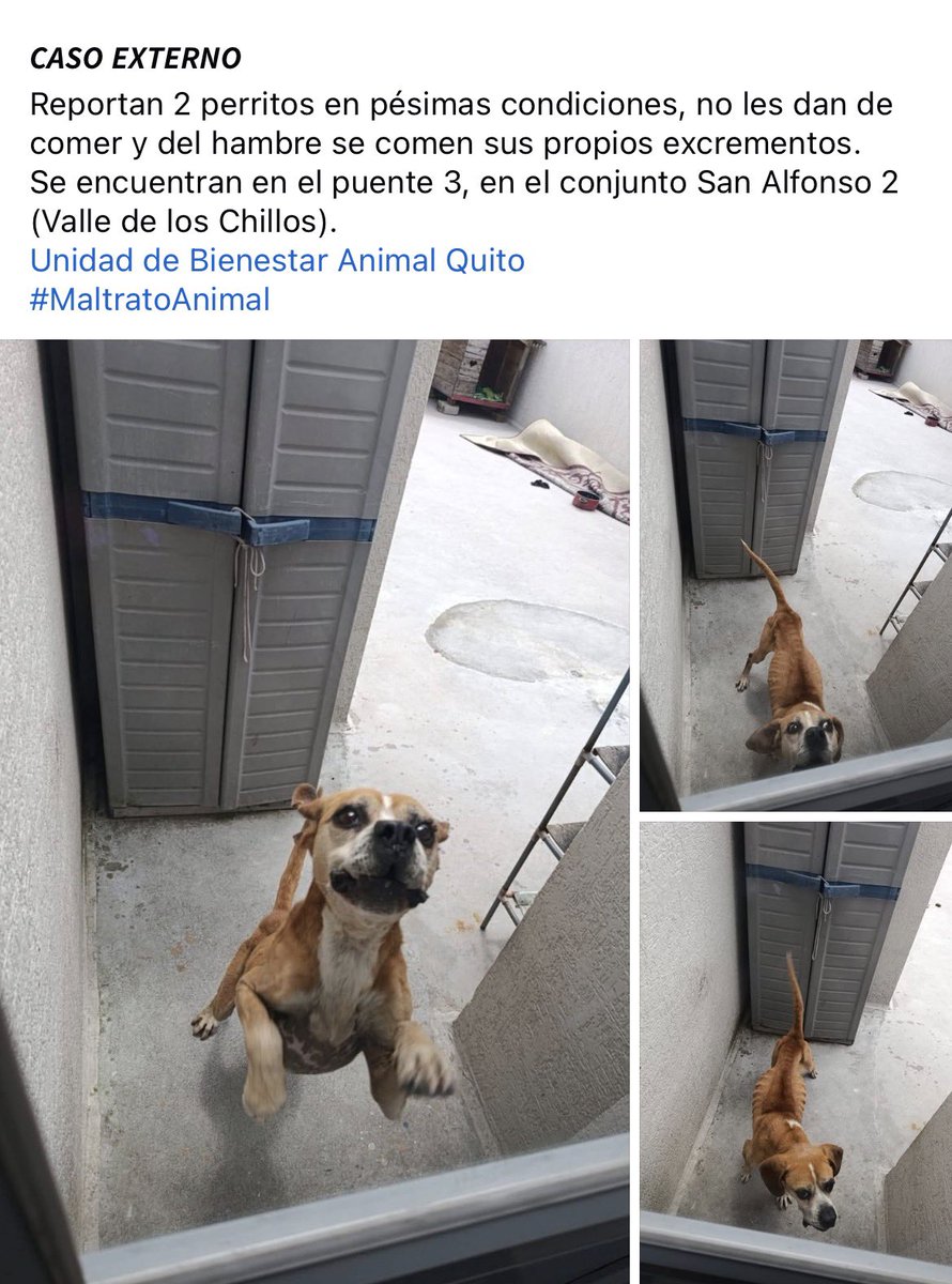 facebook.com/share/p/1DTTa5…

Por favor <a href="/UBAQuito/">Unidad de Bienestar Animal Quito</a> su intervención en este caso 💔🙏🏻

<a href="/Bel29553222/">Bel</a> <a href="/ManuSaenzVolvio/">Manu Saenz💛💛</a> <a href="/munecamarce/">Marcela Caicedo</a> <a href="/AVAstudillo/">Alberto Astudillo B.</a> <a href="/campanaUIO/">Andrés Campaña</a> <a href="/MerlinaThoth/">Merlina Thoth 🐲🪽🔼💖</a> su Rt por favor 🙏🏻