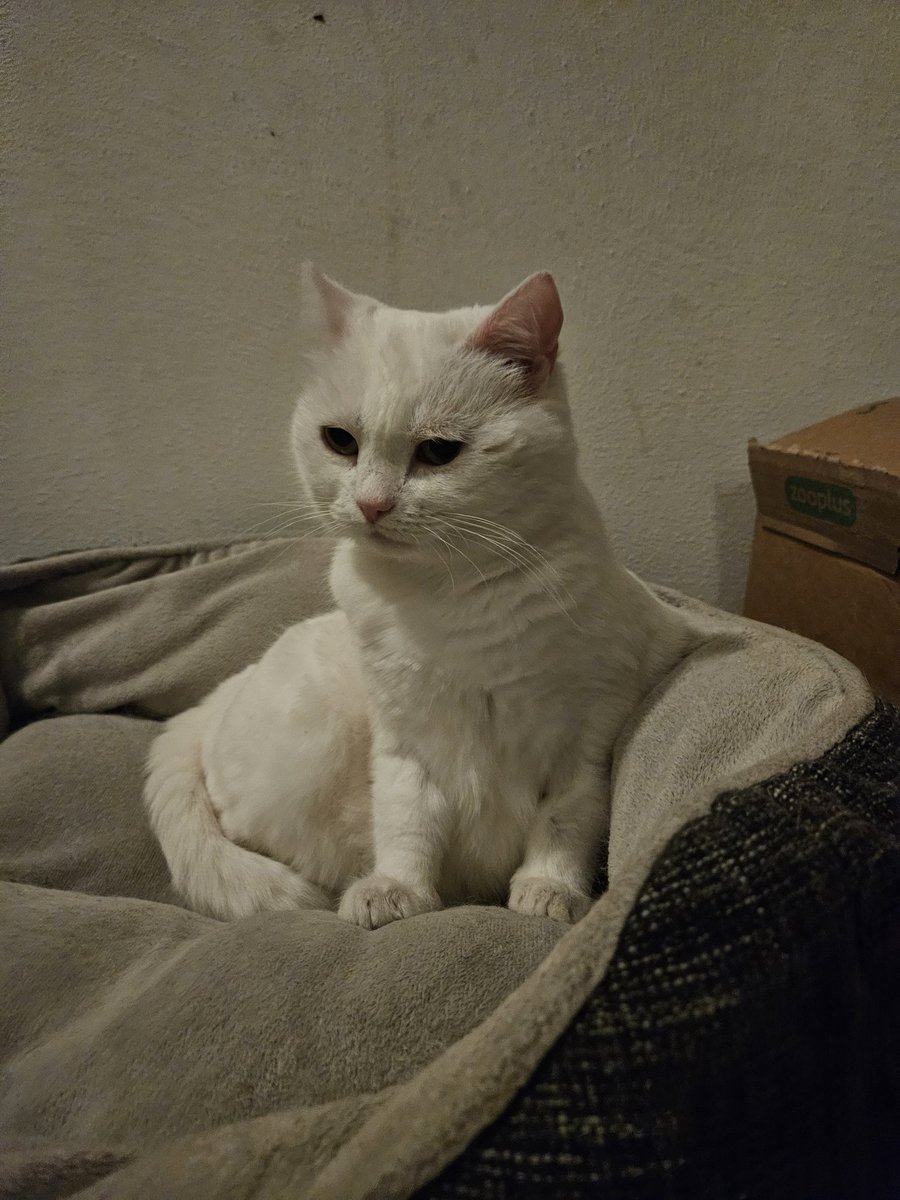 Linn - who's afraid of little old me? tweet media