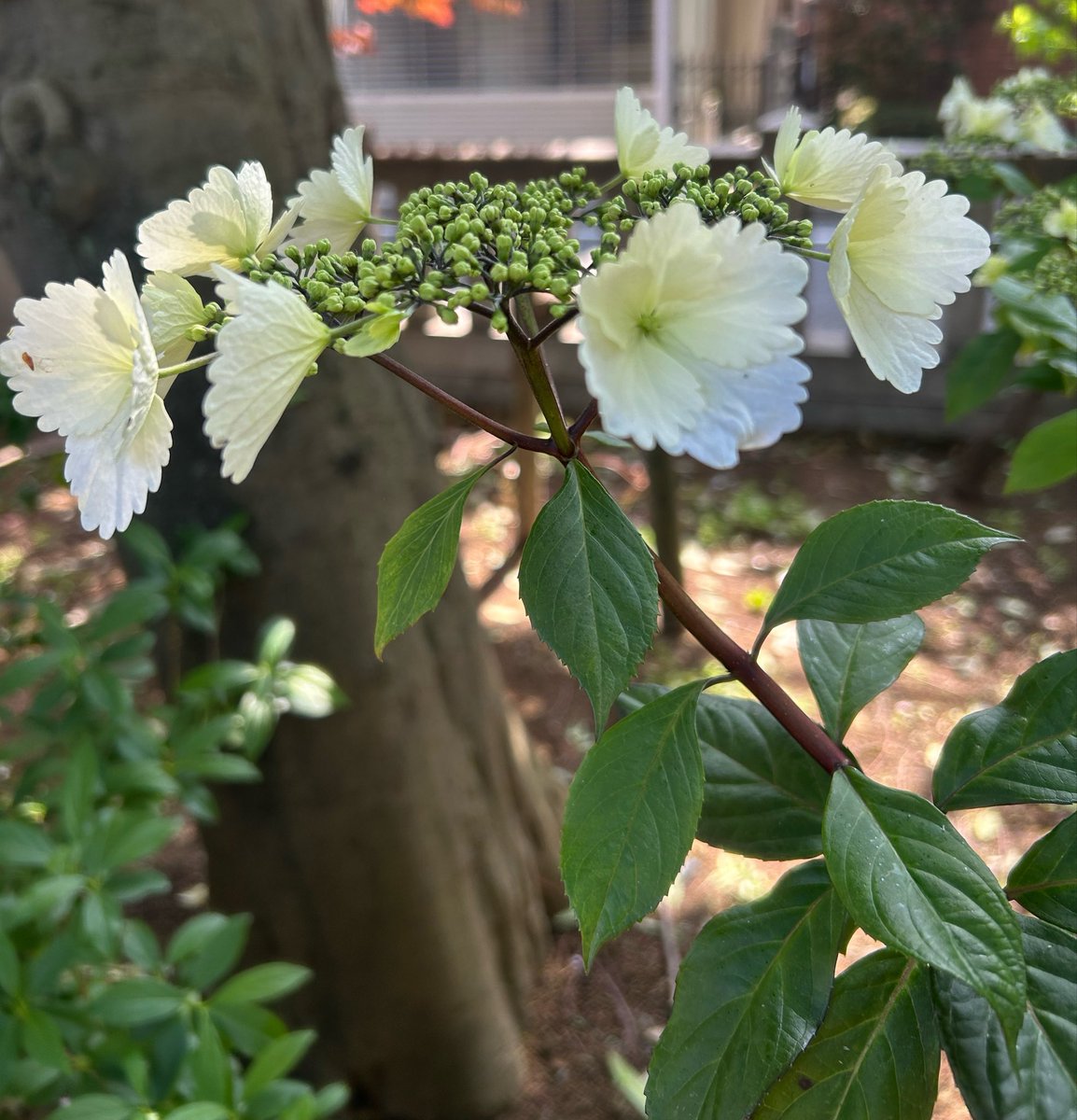 おはようございます☀️｡°

昨日クリスマスツリーみたいな桜があったり
紫陽花も咲いてた☺️

⋆. ݁┈┈┈┈┈┈┈┈┈┈┈┈┈┈┈┈┈┈ ݁.⋆

素敵な日曜日を🌸🌸🌸