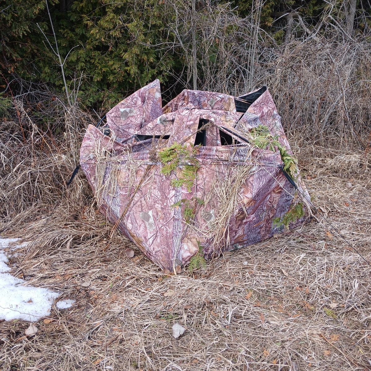 Shawn 🇨🇦🍁 tweet media