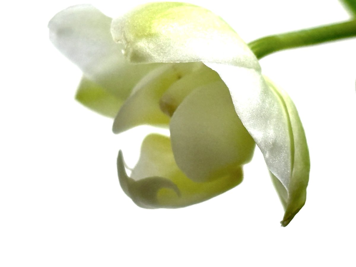 Morrow_M's tweet photo. 下の花弁がしゃくれています https://t.co/e2IcwDCHg6