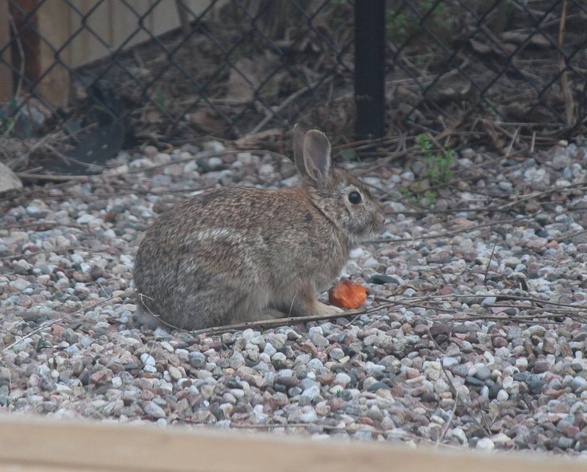 AllieJade tweet media