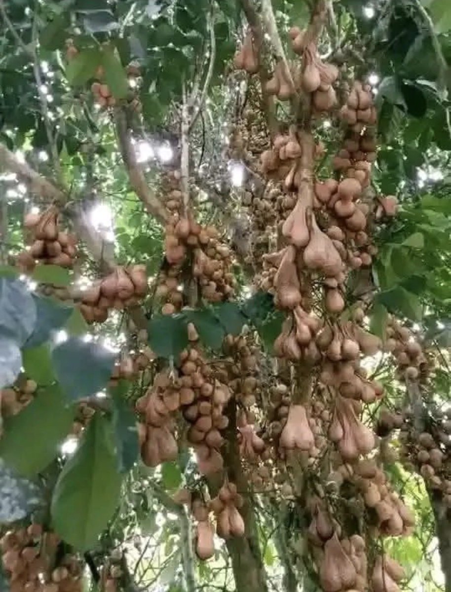 SweetMarie tweet media