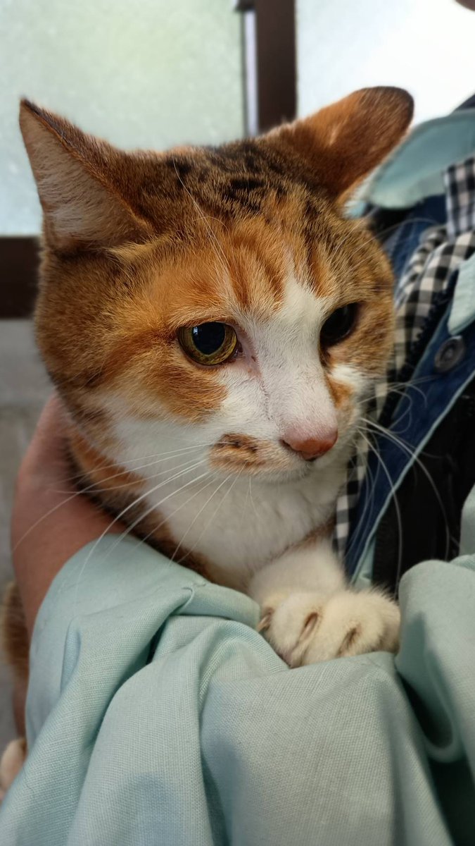 siba4884's tweet photo. 🆘️保健所収容情報です｡

長崎県動物管理所に収容されているメスの雑種猫になります。皆さまのご協力宜しくお願い致します。 
https://t.co/cIwDxYr4jD https://t.co/xT9Lsbg6lw
