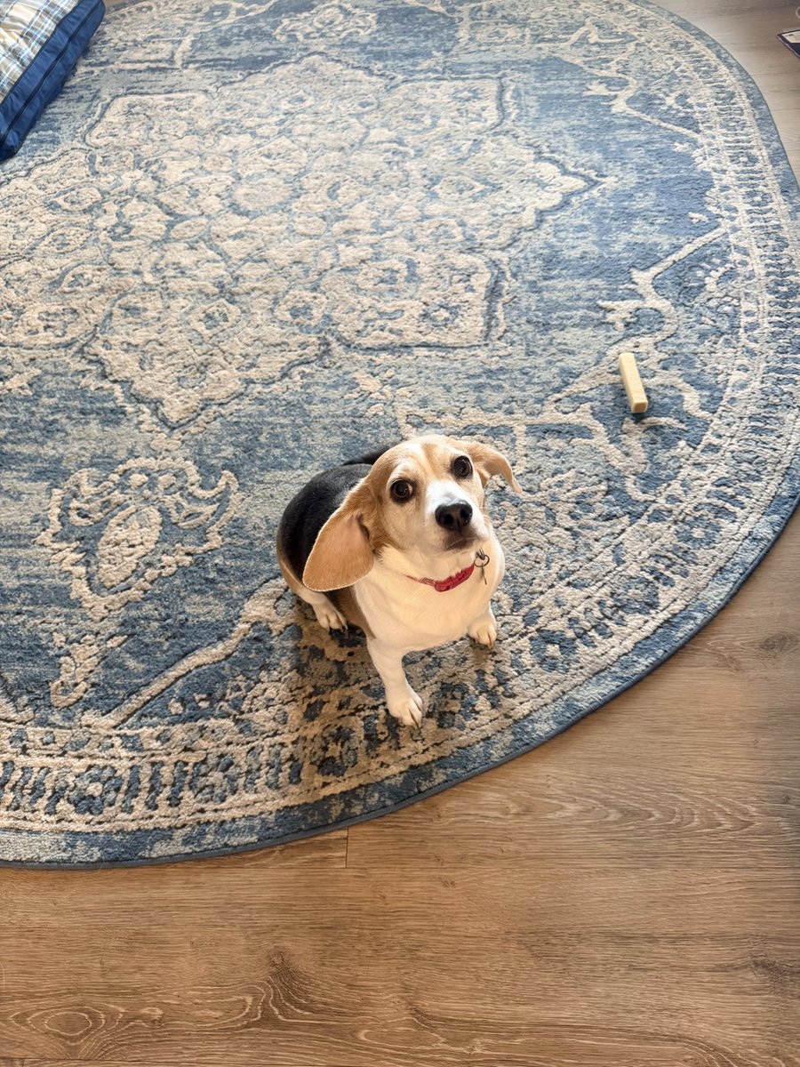 Happy Gotcha Day to Bonnie Blue Wilhelm <a href="/jaywilhelm3609/">J Wilhelm</a> today is your third Gotcha Day!! 🐶♥️