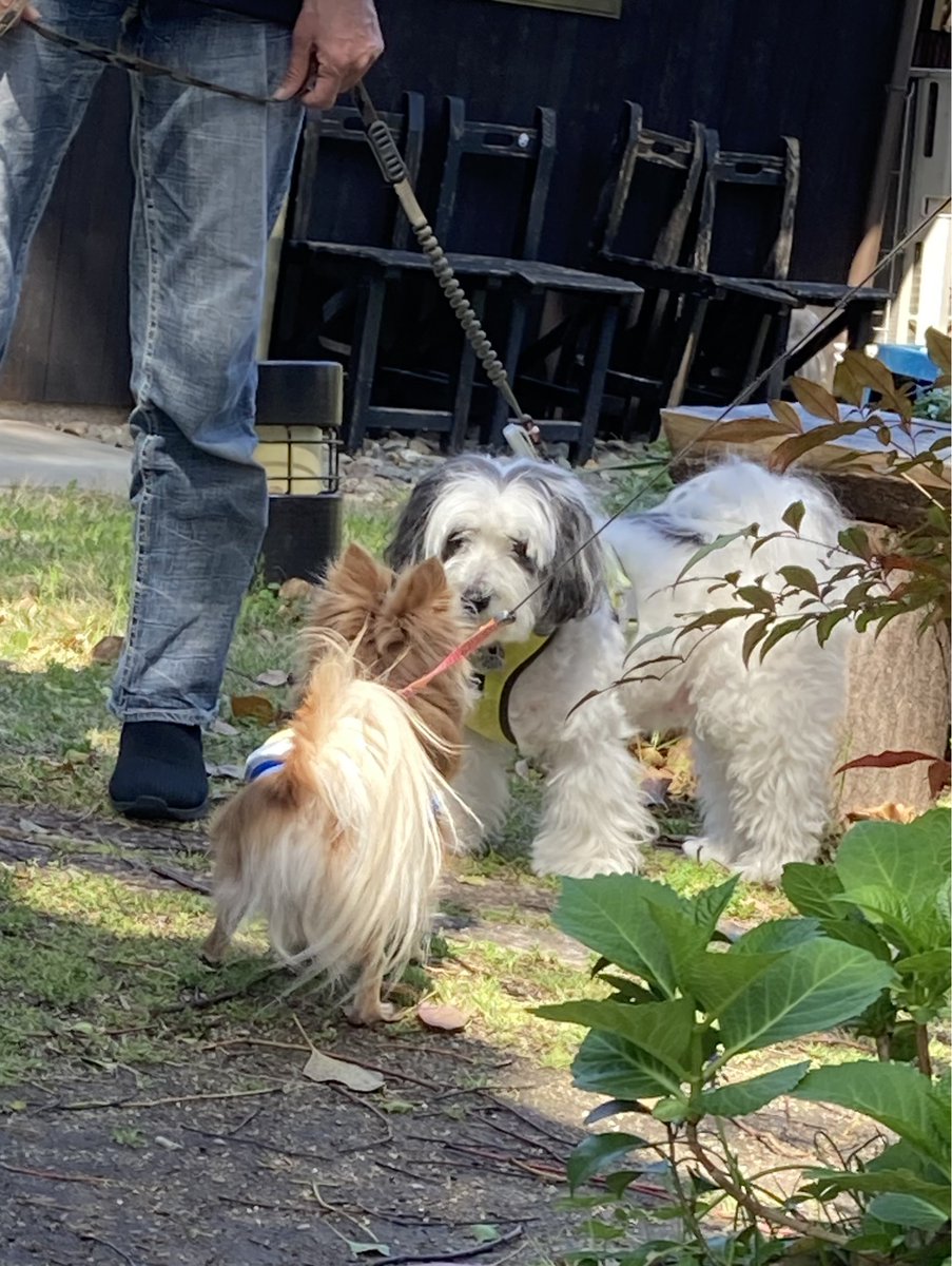 萬作ですけど、なにか⁇ tweet media