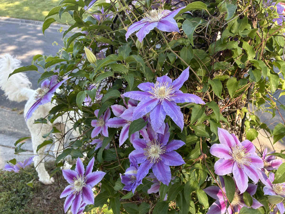 𝙼𝚁. 𝙻𝙴𝙰𝙳𝚂𝙻𝙸𝙽𝙶𝙴𝚁 tweet media