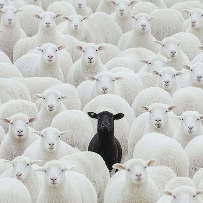 gordo incel otaku pajero tweet media