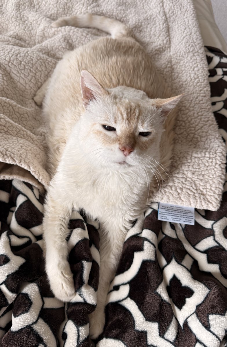 TuffyCat's tweet image. Come at me, #Caturday! I’m ready for you! ❤️😻❤️