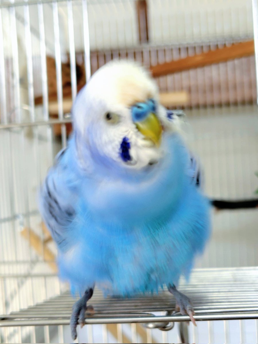 チーコとクー tweet media
