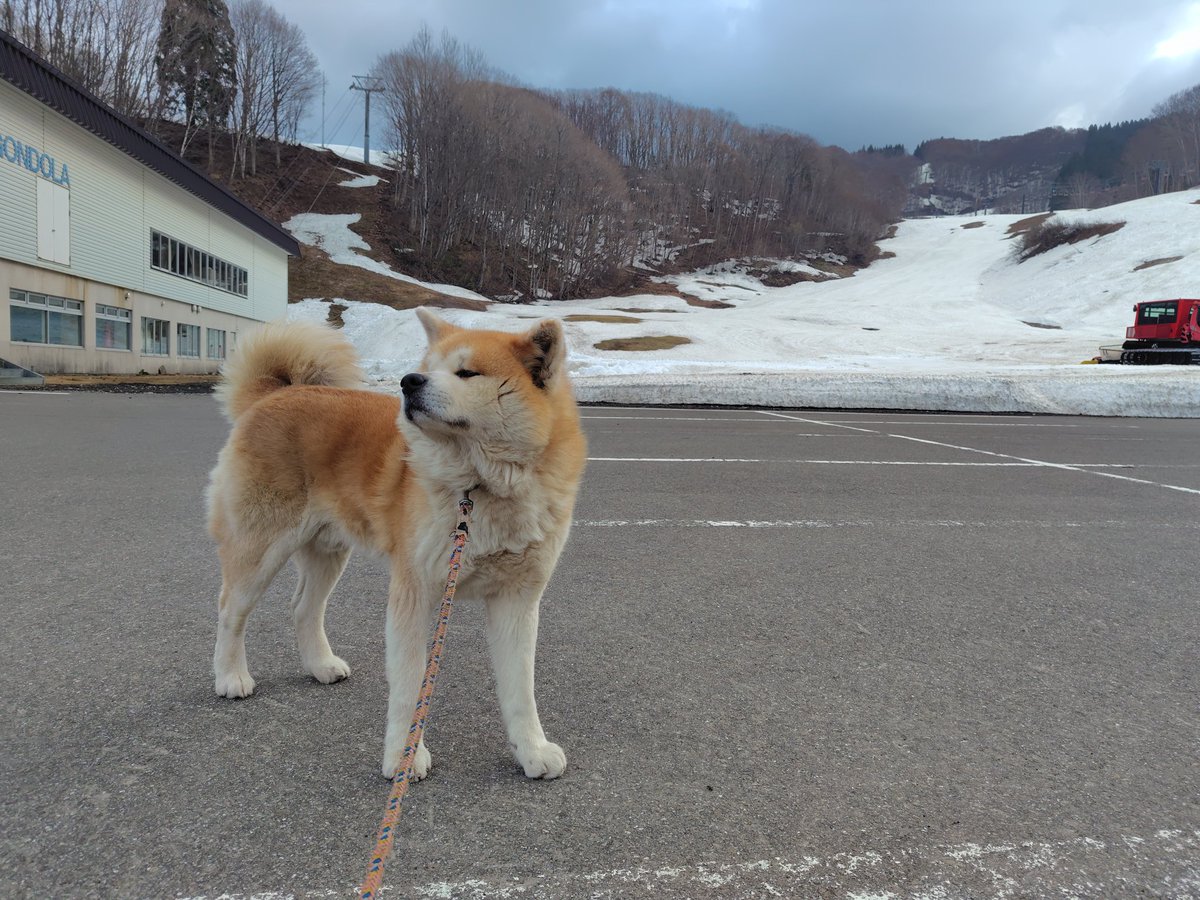 おはようございます!今朝の森吉山は天候曇り気温−3℃風速15ｍ視界100mです!風が強いですがゴンドラ運行大丈夫です。 #森吉山 #北秋田 #秋田犬