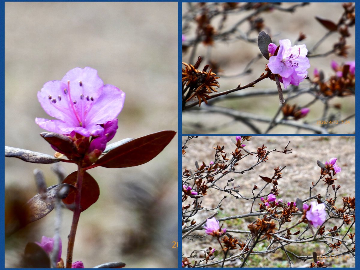 marimo60 tweet media