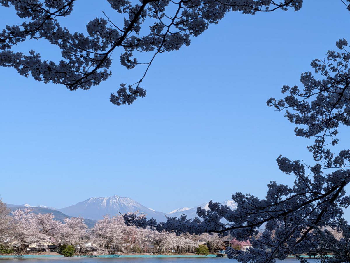 おはようございます✨️
早朝 臥竜公園で
お花見🌸