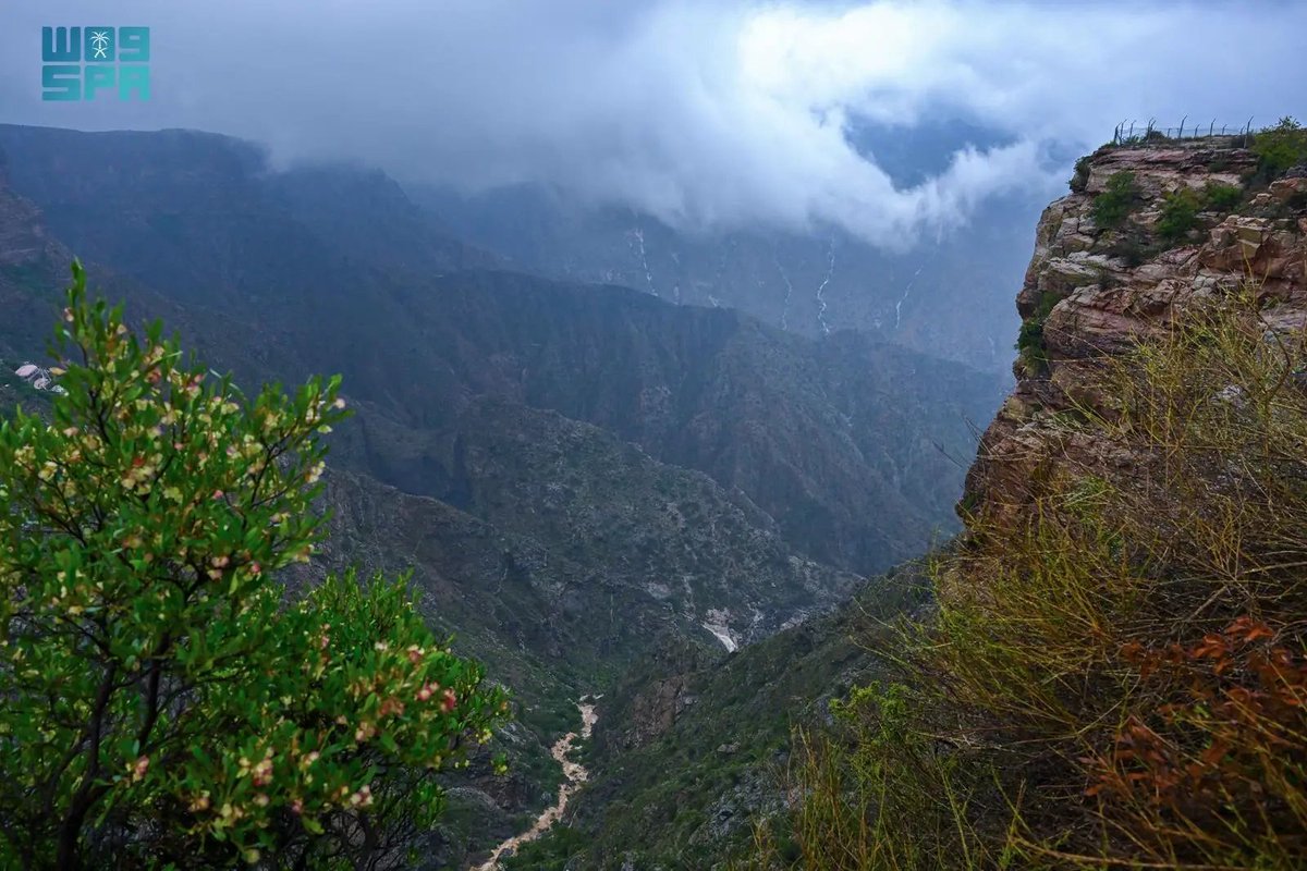 واس جودة الحياة tweet media