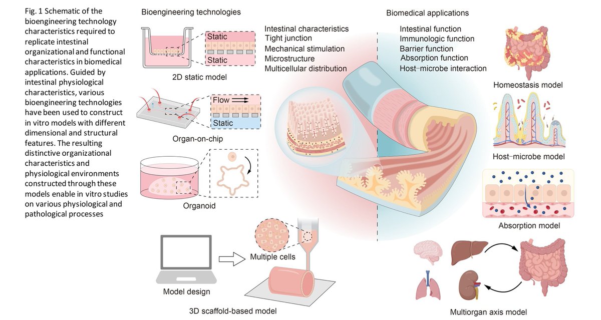 BioDesignManuf's tweet photo. Bioengineered intestinal models: structural precision drives functional and microbial fidelity

Learn more: https://t.co/S4PwBHIvty https://t.co/LpyW6iW1vS