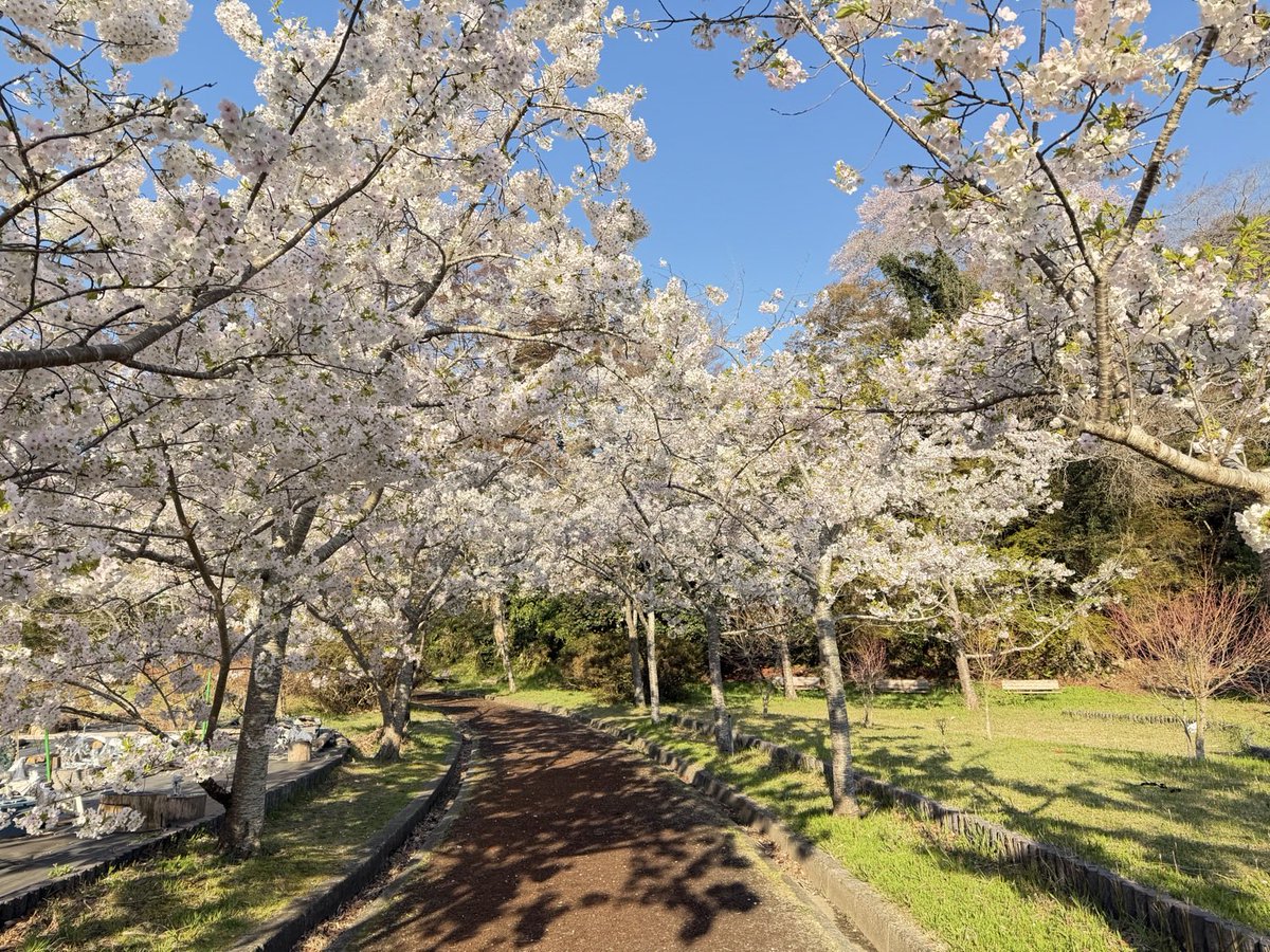 十六夜@松島の月 tweet media