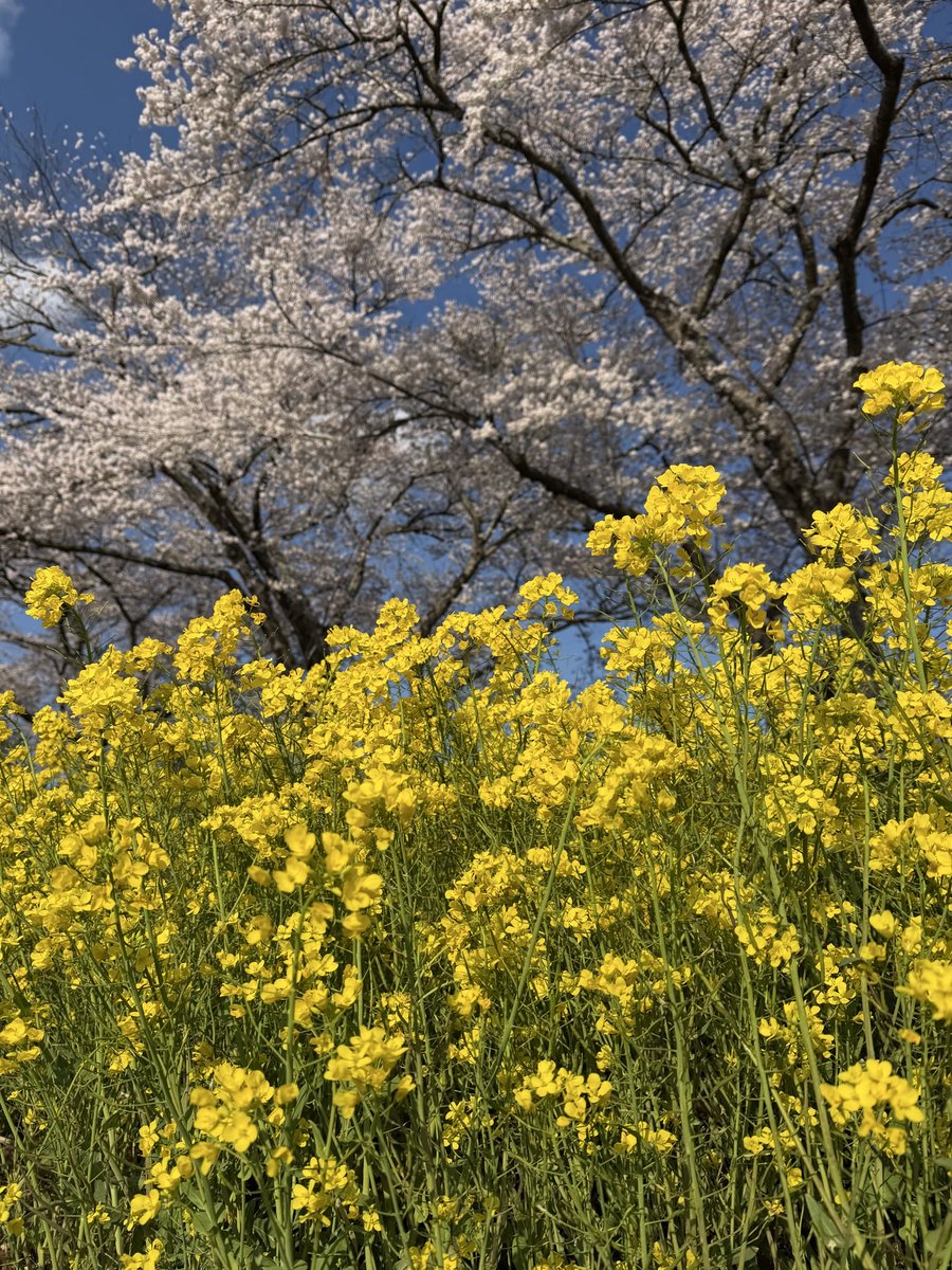 十六夜@松島の月 tweet media