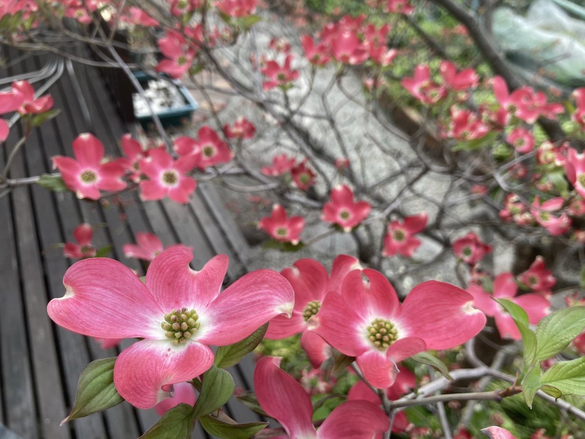 nnI9m9lZWO92038's tweet image. おはようございます😃

いつも連休中に満開になるハナミズキですが、
今年は少し早くなりそうです。

今日も良い一日を、お過ごしください🌿