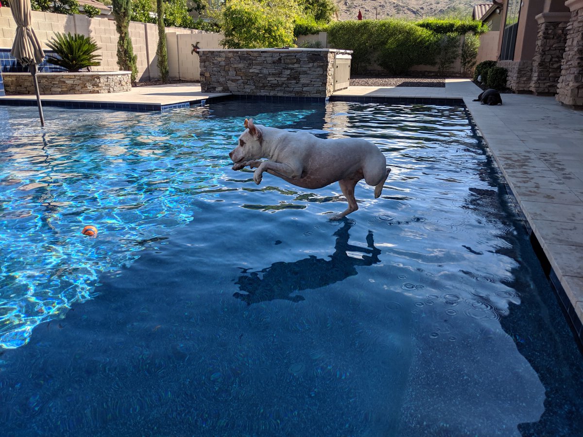 calpool's tweet photo. Celebrating National Pet Day with some of our favorite pups 🐶 

#calpools #nationalpetday #azpoolbuilder #arizonapools https://t.co/svcDMq7ISG