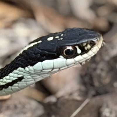 Michael Wade Moss tweet media