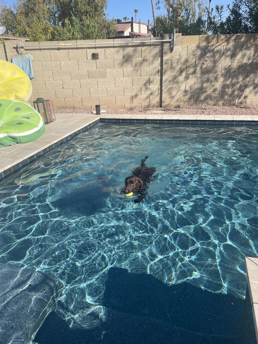 calpool's tweet photo. Celebrating National Pet Day with some of our favorite pups 🐶 

#calpools #nationalpetday #azpoolbuilder #arizonapools https://t.co/svcDMq7ISG
