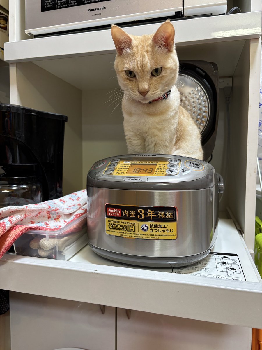 boco56303931's tweet photo. @rosia29 サンデーは新品の炊飯器で尻をぬくめましょう https://t.co/eZnnh0Pgje