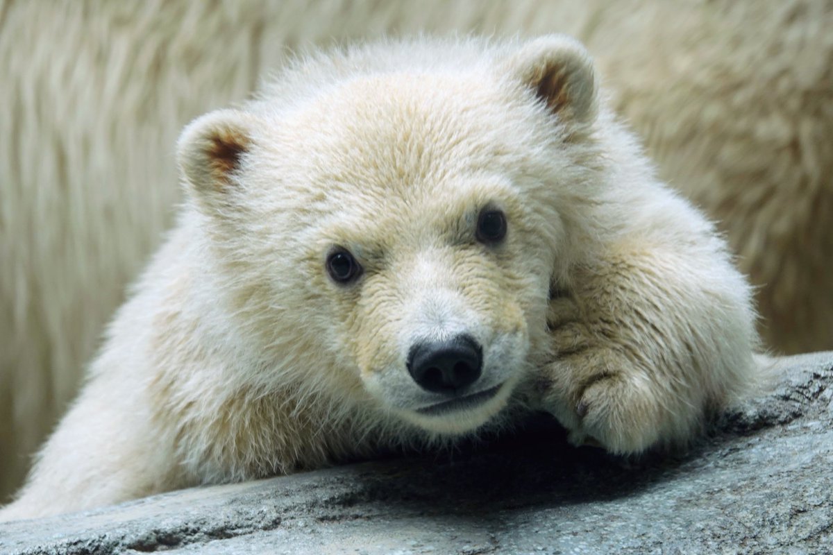 ねこさん.. tweet media