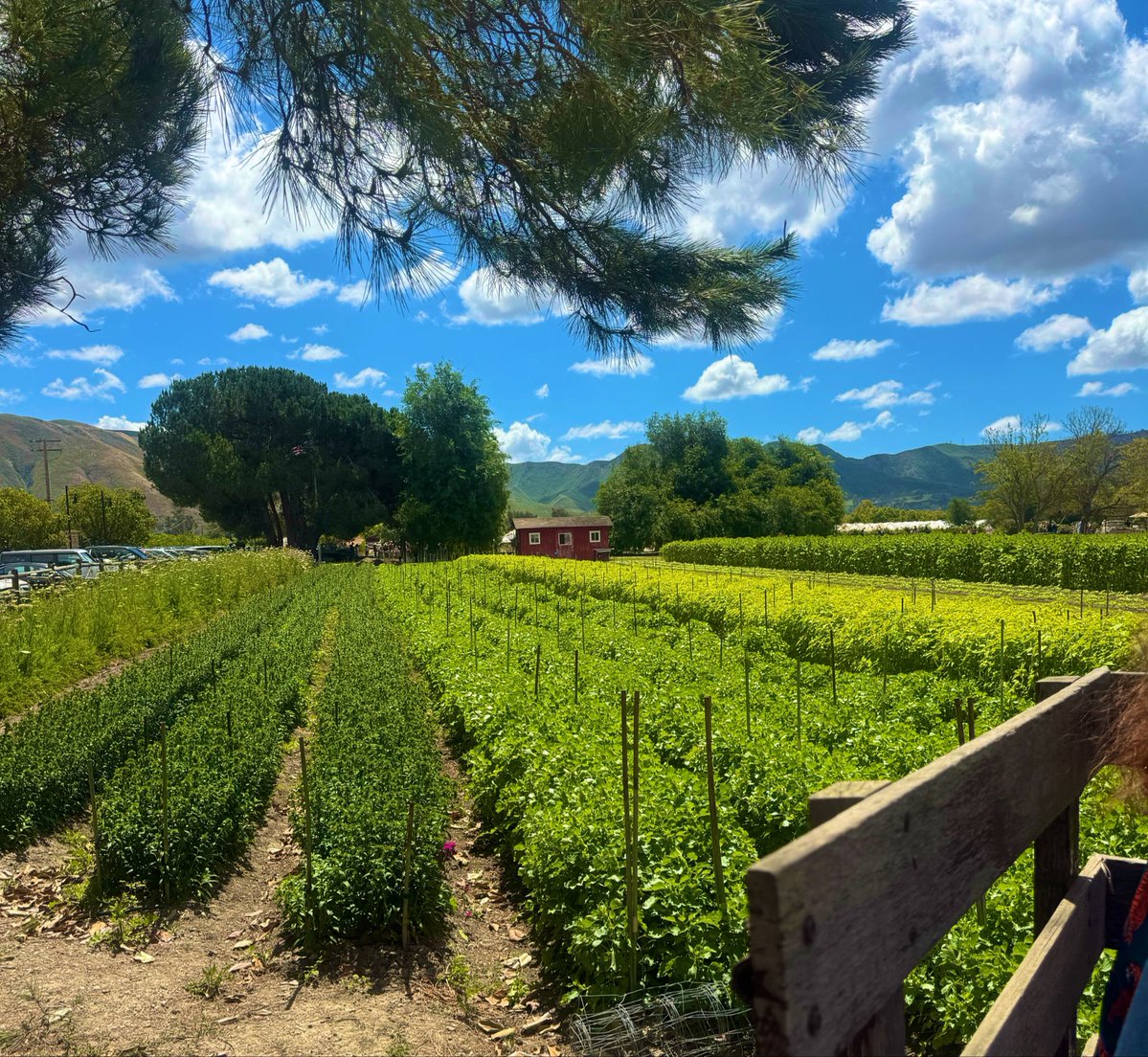 ʟᴜᴋᴇ ʙᴀʀɴᴇᴛᴛ tweet media