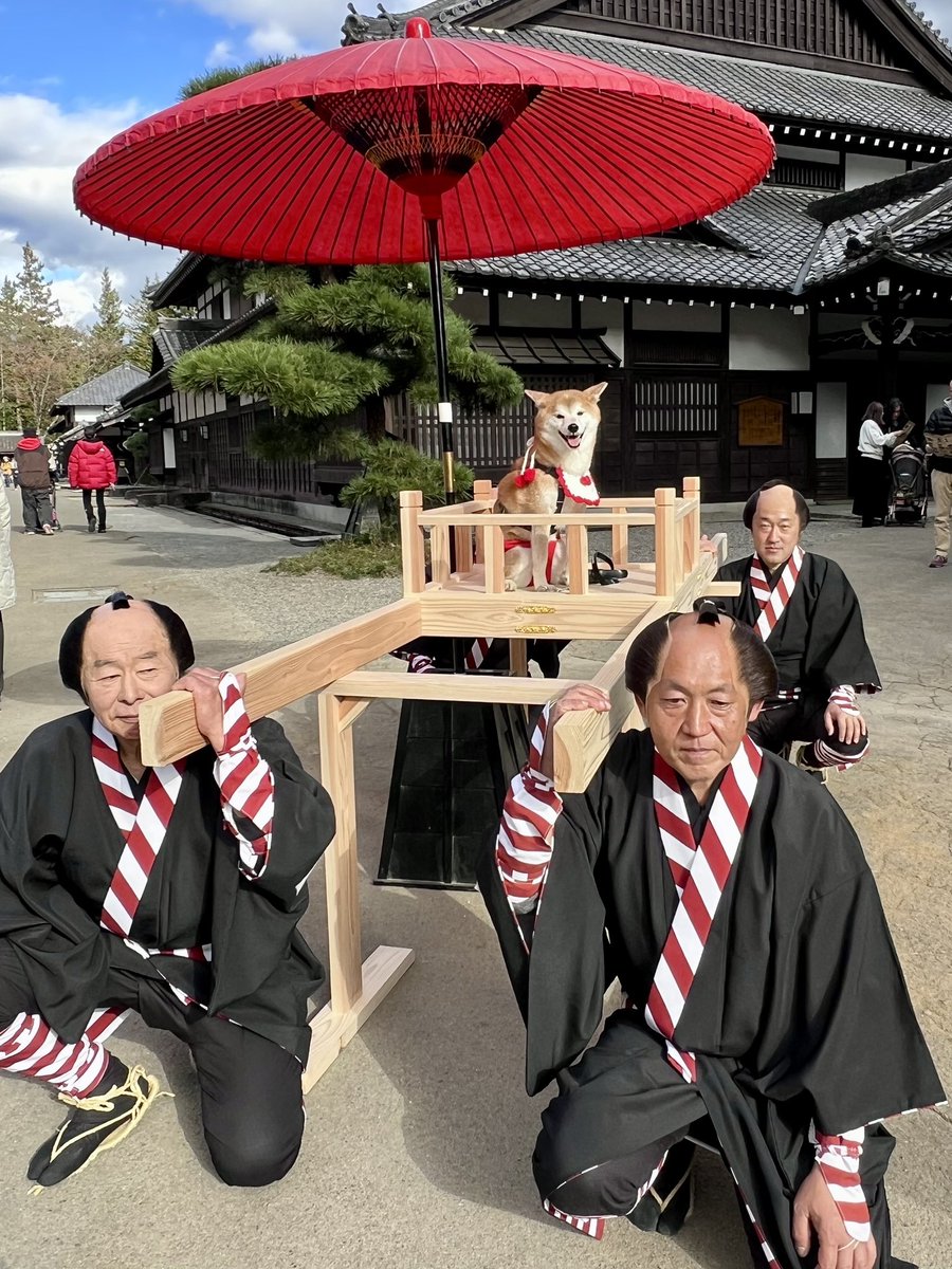 noelle0823's tweet photo. 日光江戸村の
犬も歩けば八百ハ町、去年も楽しかったので、今年も行く〜！
#柴犬 #shibainu https://t.co/KjO4YL5fVX