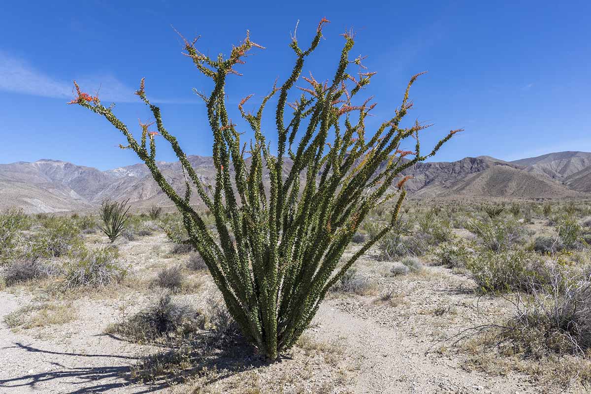 Gardeners_Path_'s tweet image. How to Grow and Care for Ocotillo in the Garden - Need a pollinator-friendly desert plant that thrives with little to no water, making it ideal for xeriscaping? Learn how to grow ocotillo now on Gardener's Path. #landscape #xeriscape #gardeningtips gardenerspath.com/plants/succule…