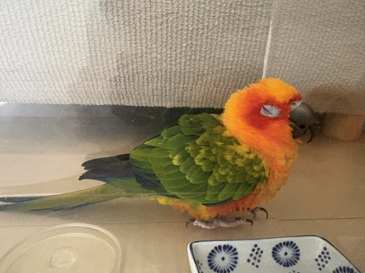 ヨキト tweet media