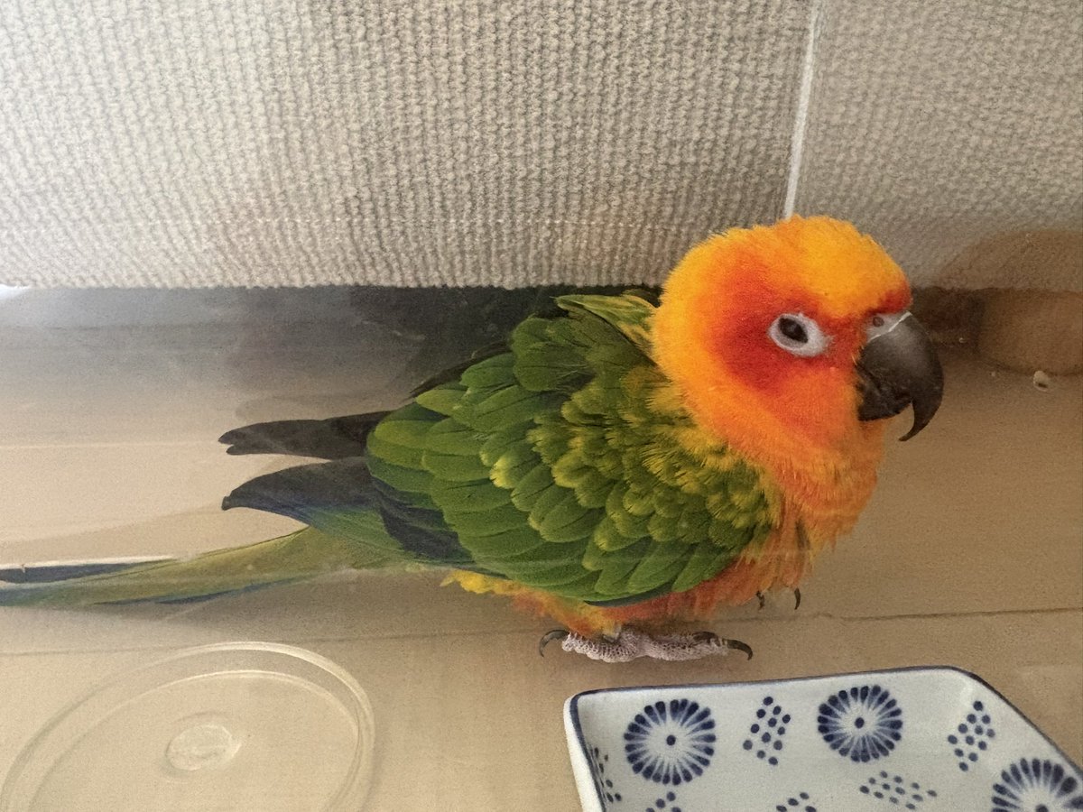 ヨキト tweet media