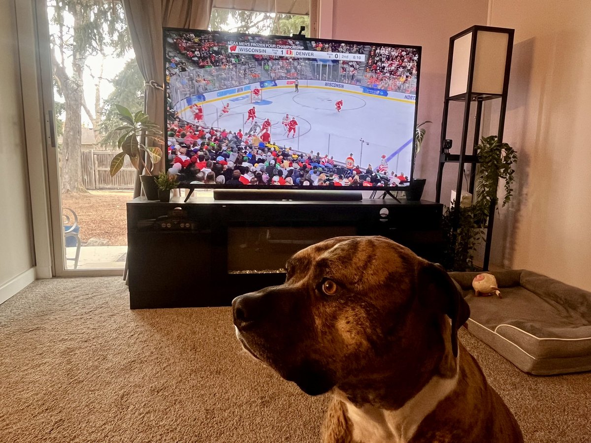 Buddha not sure if he should root Wisco or DU… gonna celebrate a Natty either way, I guess.  

#wisco #badgers #DU