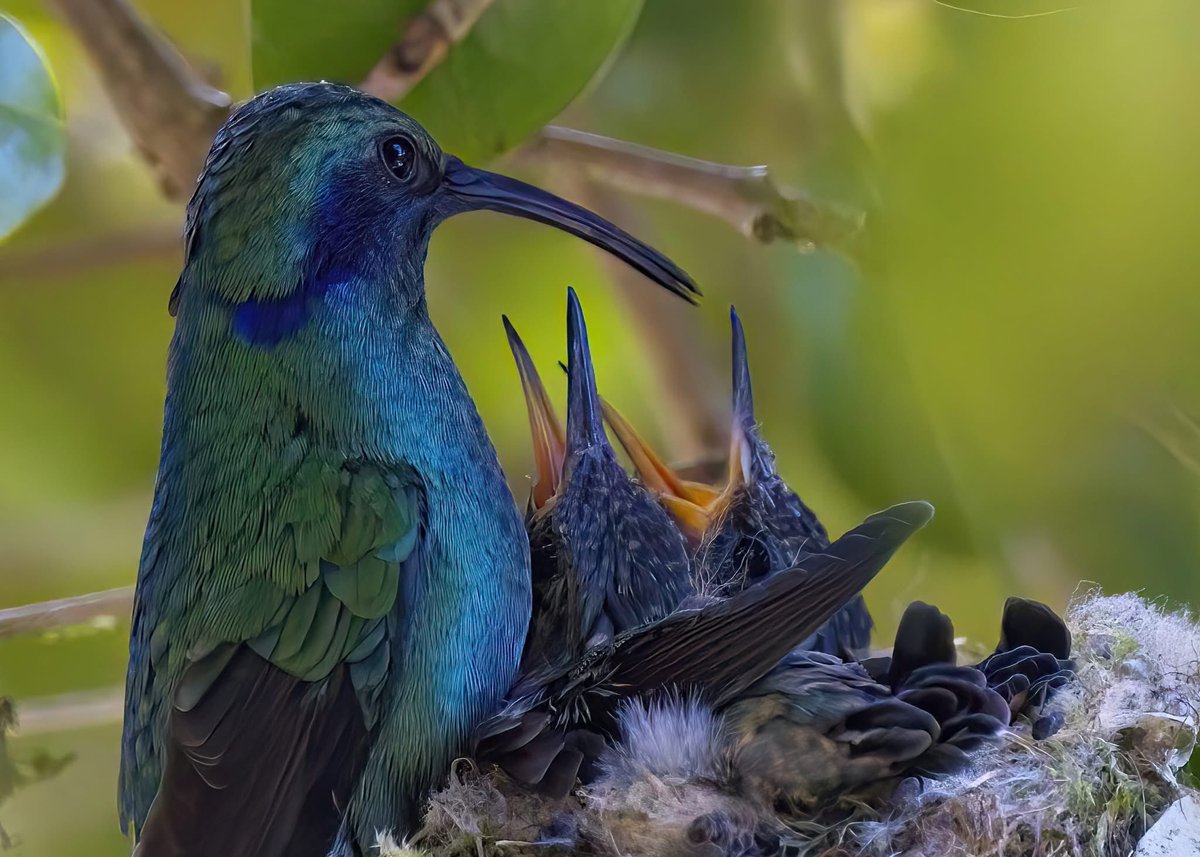 Earl Ward tweet media