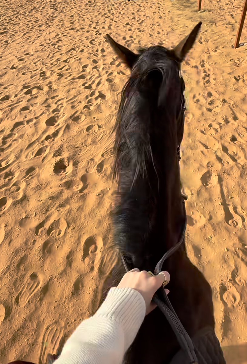 🐎 🤍 tweet media