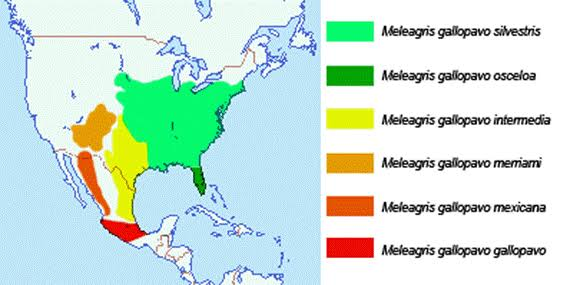 hidrante archie lore expert #gallineros tweet media