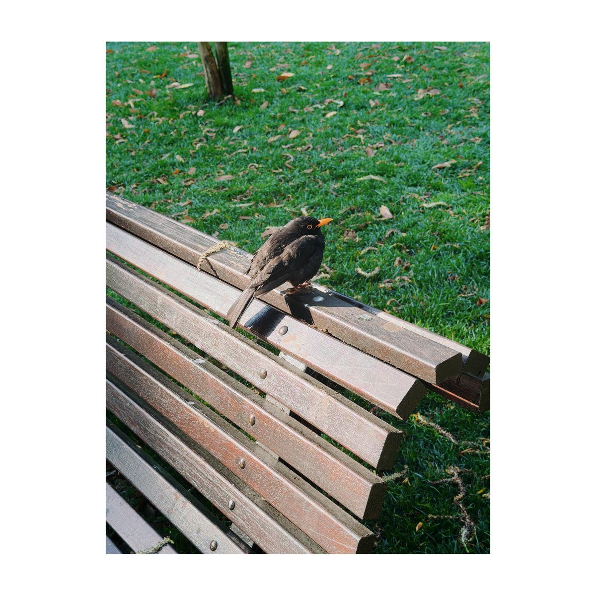 Dark Saucerer tweet media