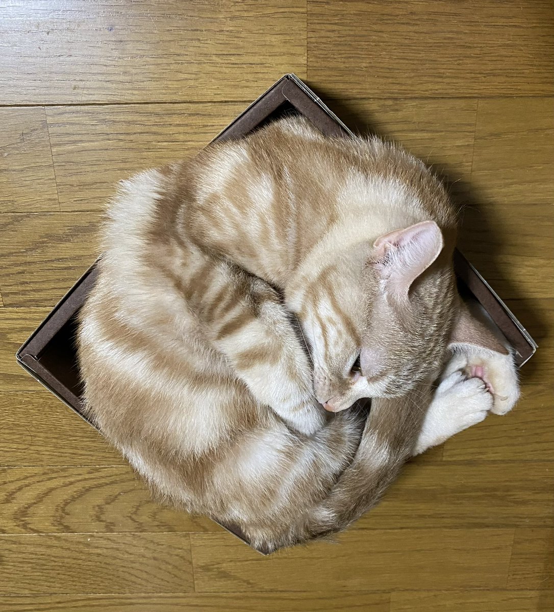 高橋明人 tweet media