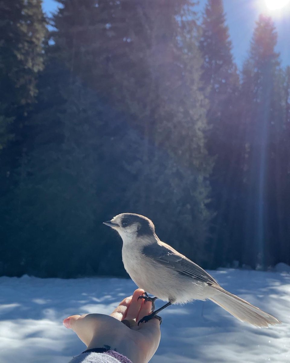 gas station dream girl tweet media