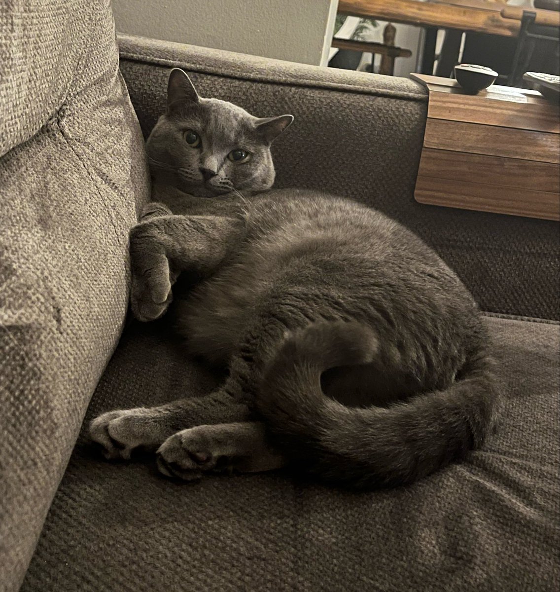 ostie! ⋆˚꩜｡ tweet media