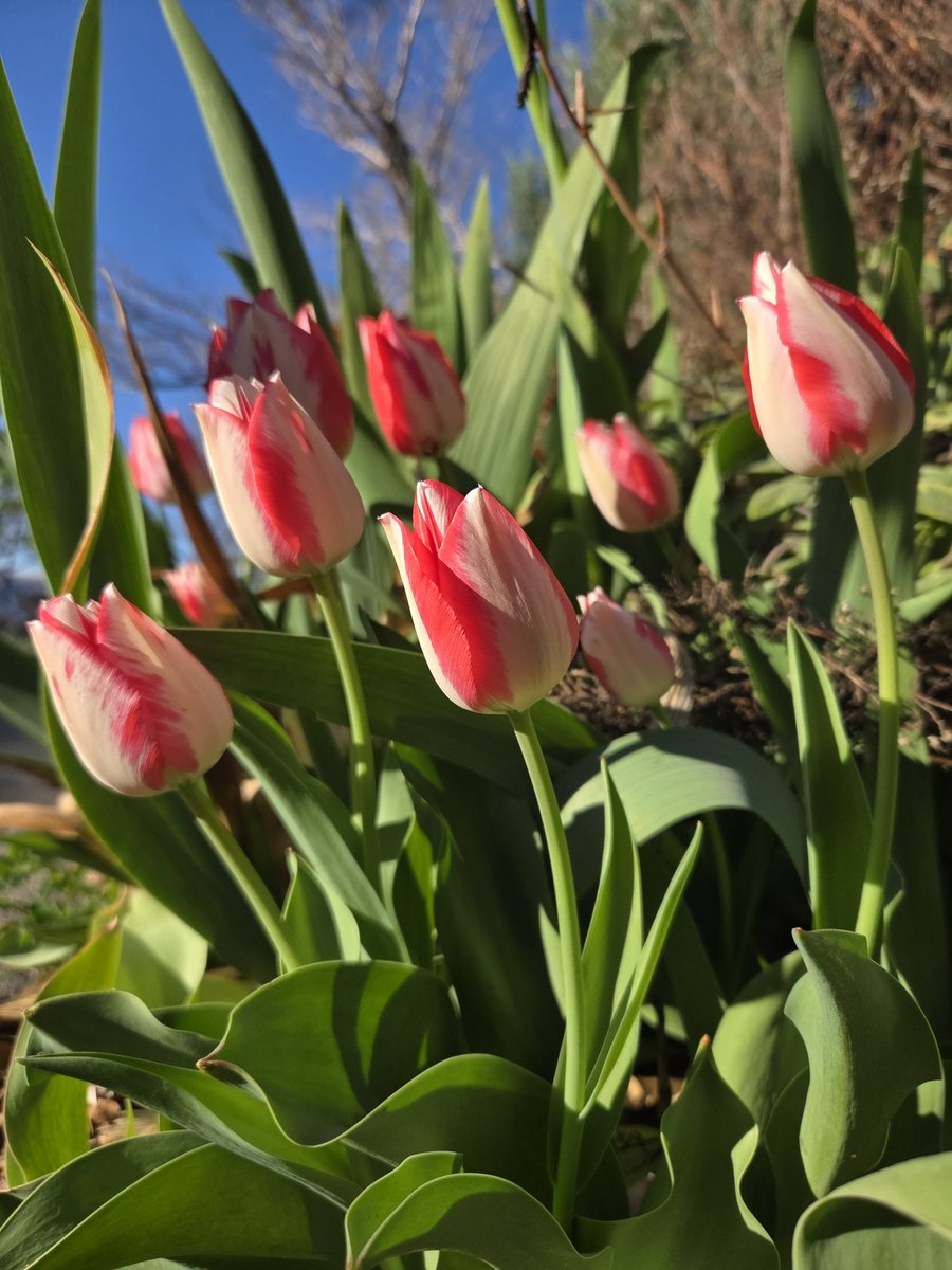 Sheralyn 🎙️🟢 tweet media