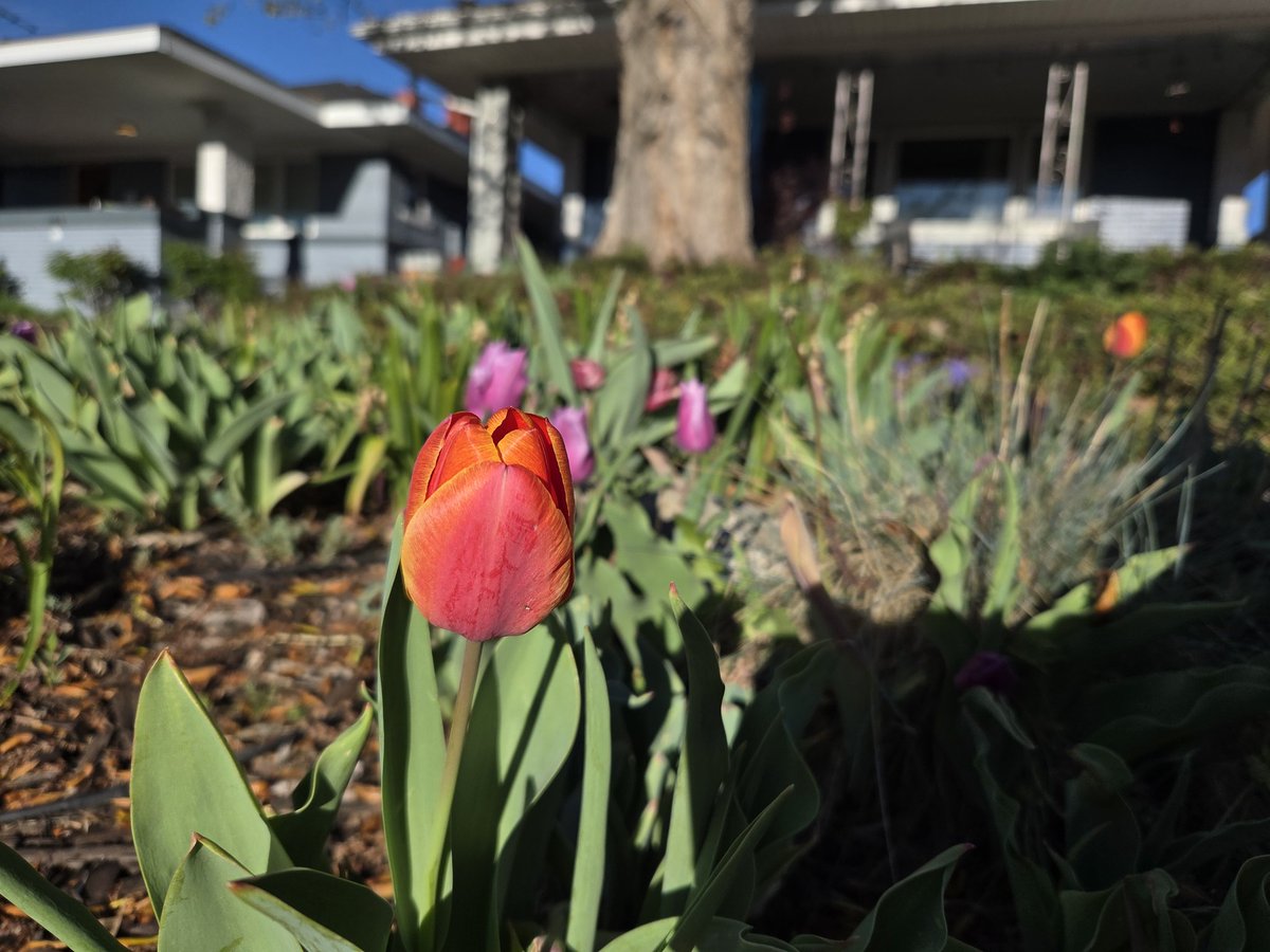 Sheralyn 🎙️🟢 tweet media