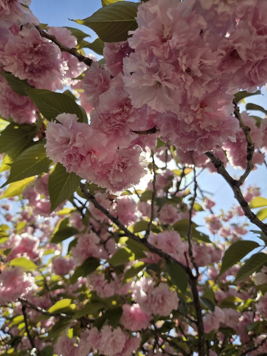 Sheralyn 🎙️🟢 tweet media