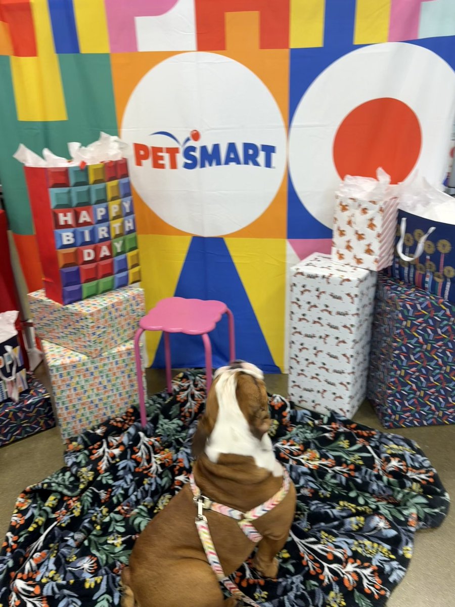 kiddlebulldog's tweet image. Today @PetSmart they are celebrating April birthdays. Little was born on the 30th . The first pic is how it begins 🤔  #dogs #bulldogs #dogsoftwiiter