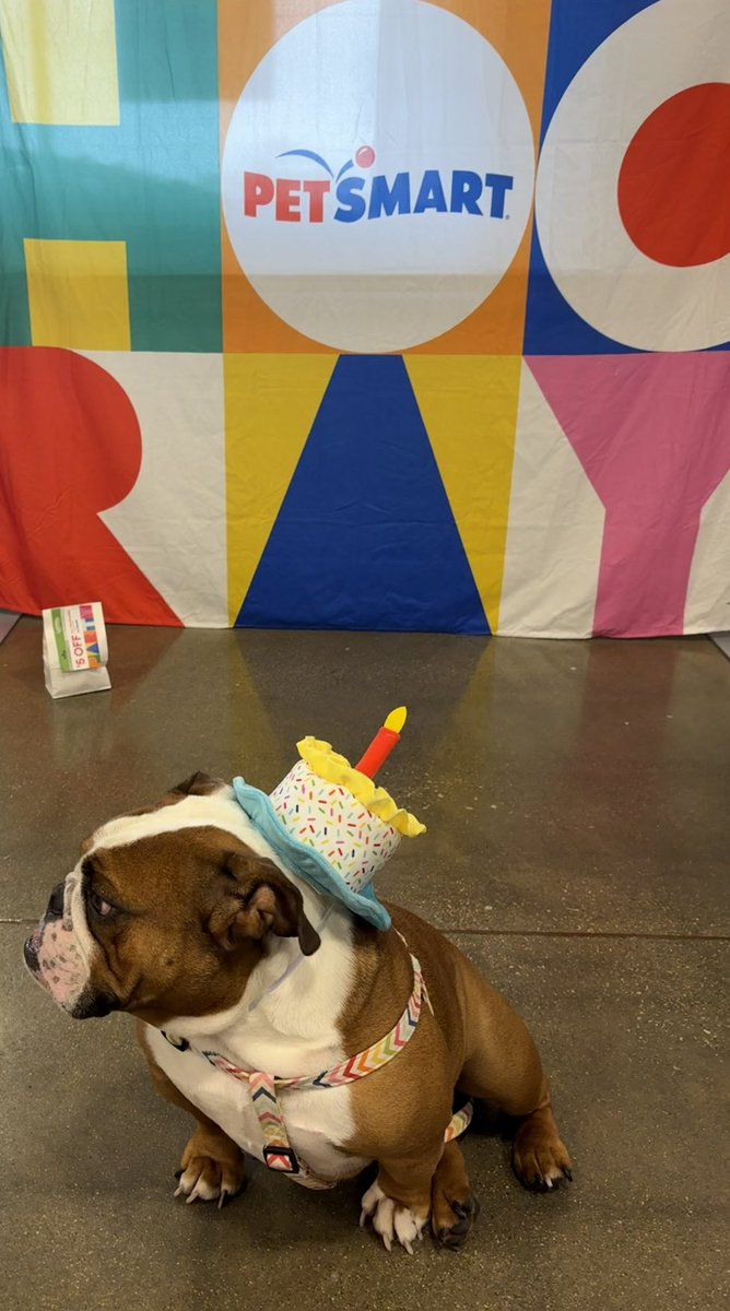 kiddlebulldog's tweet image. Today @PetSmart they are celebrating April birthdays. Little was born on the 30th . The first pic is how it begins 🤔  #dogs #bulldogs #dogsoftwiiter