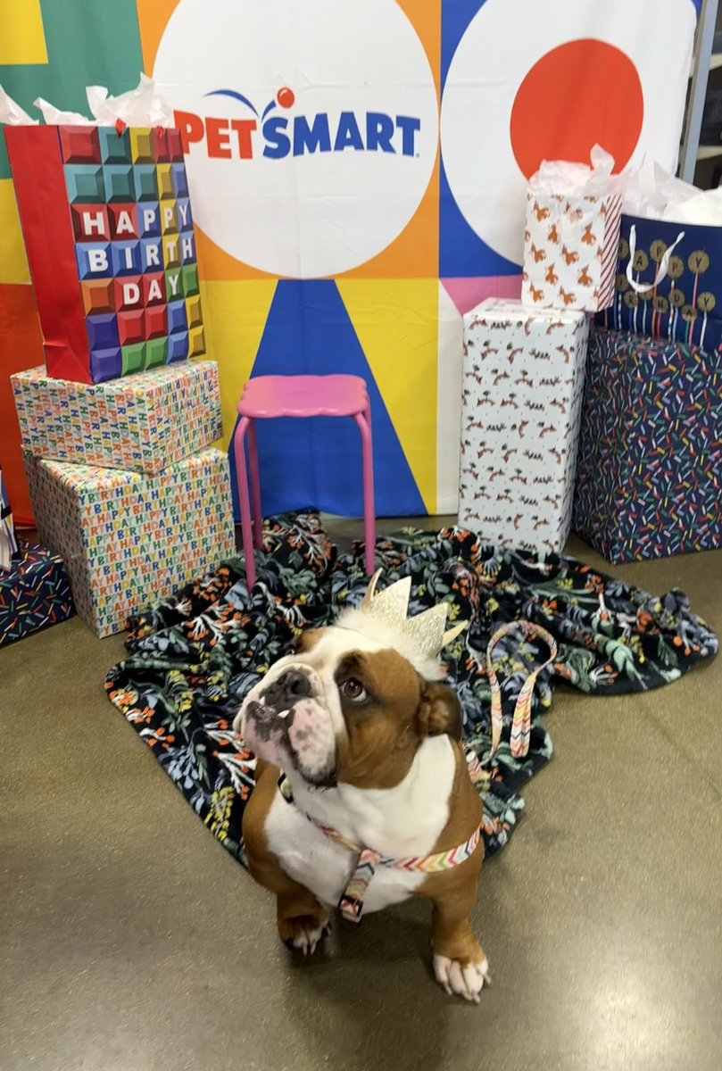 kiddlebulldog's tweet image. Today @PetSmart they are celebrating April birthdays. Little was born on the 30th . The first pic is how it begins 🤔  #dogs #bulldogs #dogsoftwiiter