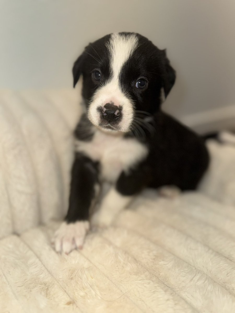 __ccraig's tweet photo. Puppies Denver/Aurora Area: 
Catahoula Aussies. Message for more details, videos, &amp; information. 3 Females only. 
#puppylitter #rehoming #denver https://t.co/CAmzpu7PWt