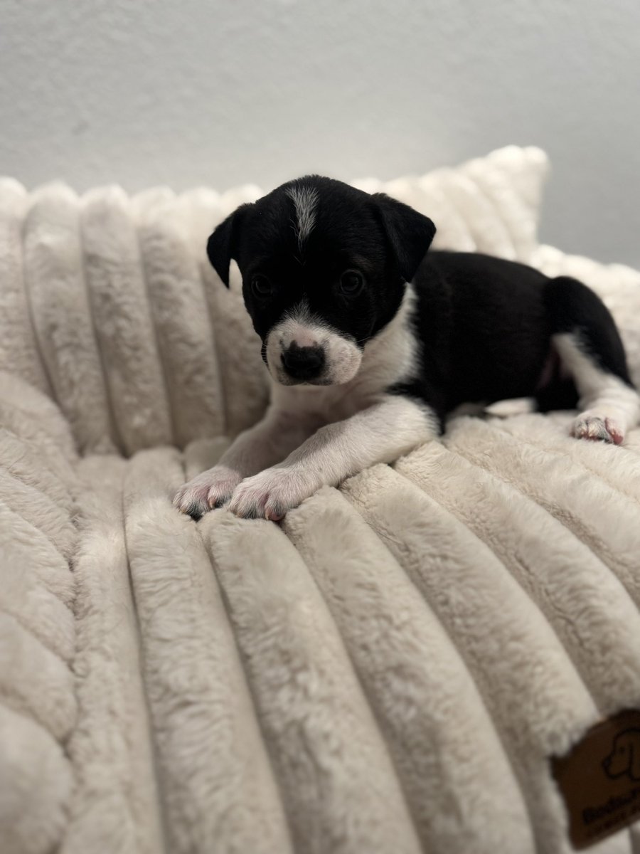 __ccraig's tweet photo. Puppies Denver/Aurora Area: 
Catahoula Aussies. Message for more details, videos, &amp; information. 3 Females only. 
#puppylitter #rehoming #denver https://t.co/CAmzpu7PWt
