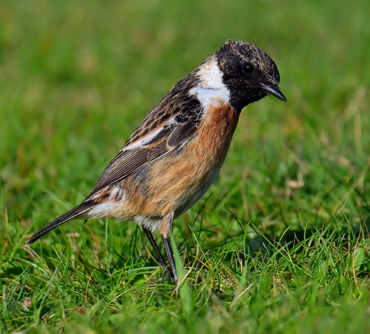 Carl Bovis tweet media